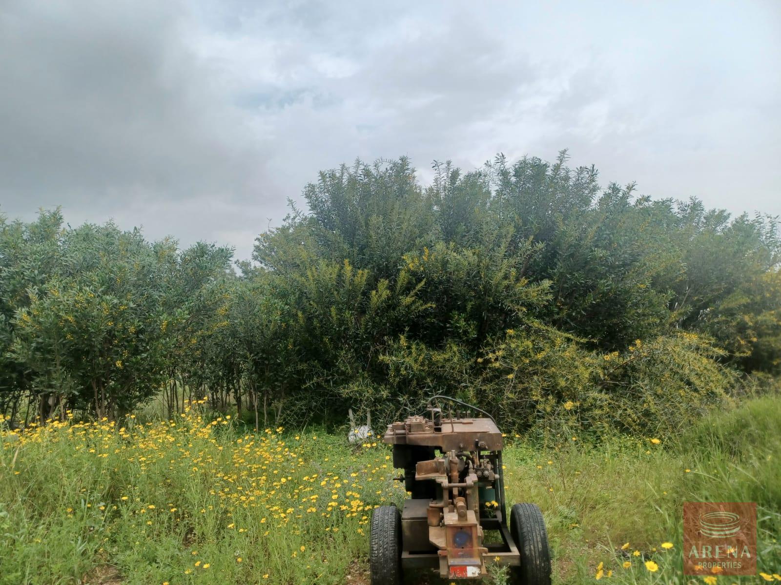 2 BED BUNGALOW IN frenaros to buy